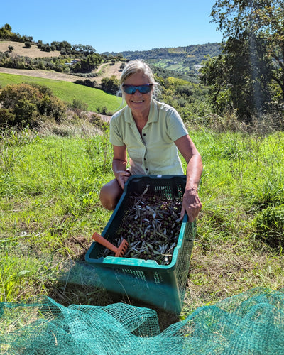 Aroma & Süden – Olivenöl trifft Kaffee