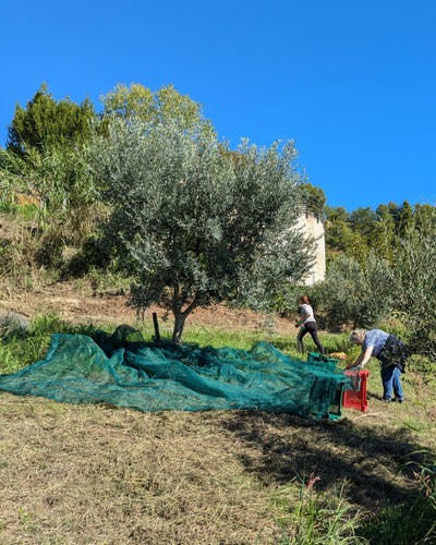 Aroma & Süden – Olivenöl trifft Kaffee